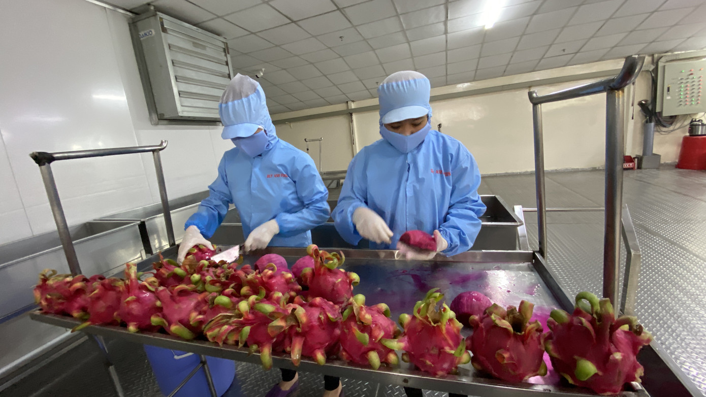 Cận cảnh quy trình 'giải cứu' thanh long, dưa hấu mùa dịch Covid-19 ảnh 5