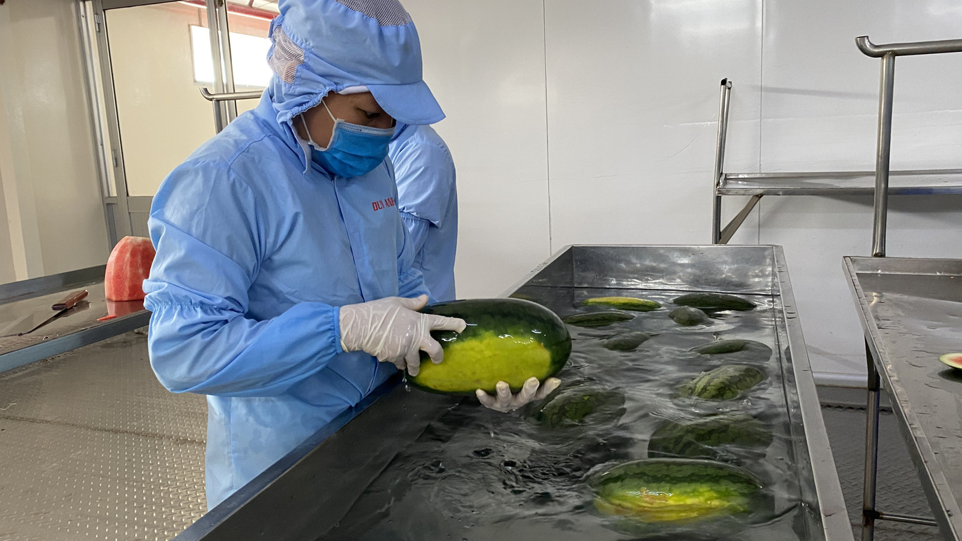 Cận cảnh quy trình 'giải cứu' thanh long, dưa hấu mùa dịch Covid-19 ảnh 1