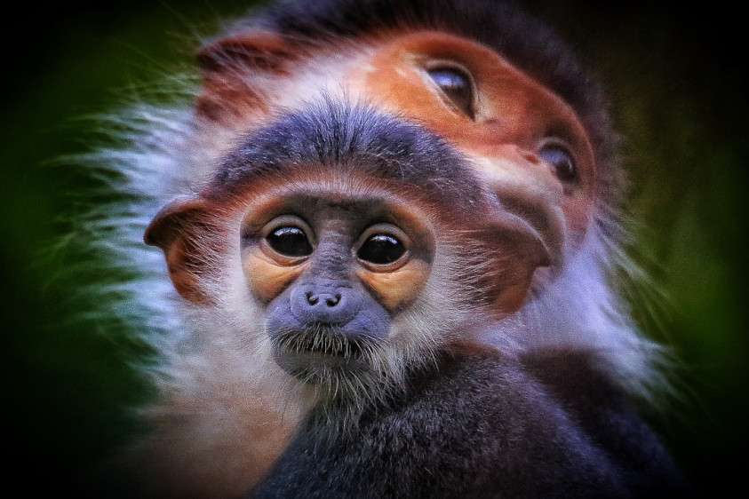 Ấn tượng loạt ảnh về môi trường và đa dạng sinh học Đà Nẵng ảnh 3