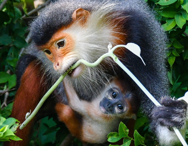 Ấn tượng loạt ảnh về môi trường và đa dạng sinh học Đà Nẵng ảnh 2