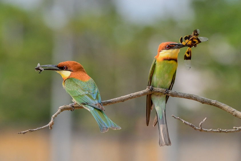 Ấn tượng loạt ảnh về môi trường và đa dạng sinh học Đà Nẵng ảnh 15