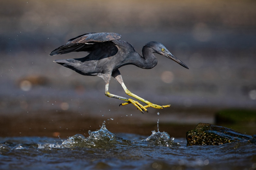 Ấn tượng loạt ảnh về môi trường và đa dạng sinh học Đà Nẵng ảnh 16