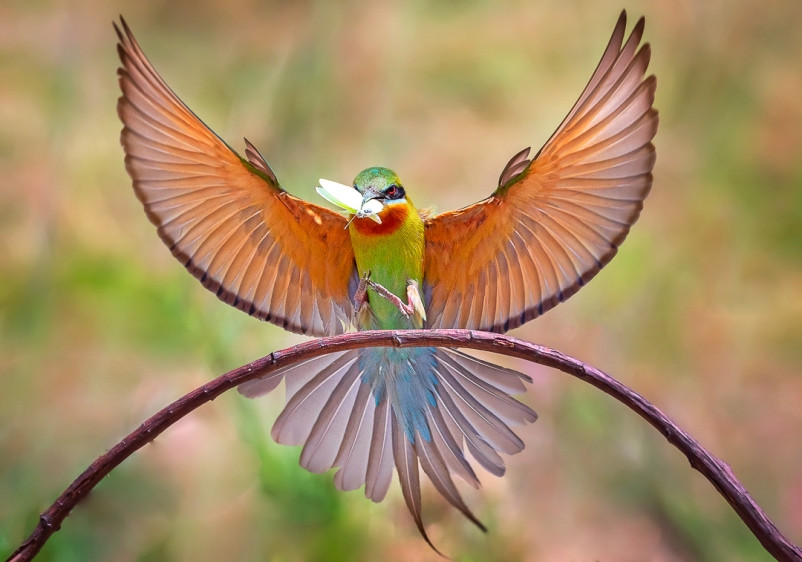 Ấn tượng loạt ảnh về môi trường và đa dạng sinh học Đà Nẵng ảnh 10