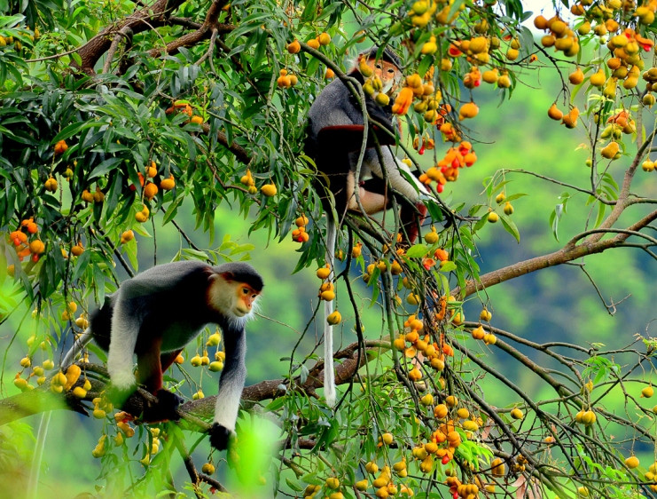 Ấn tượng loạt ảnh về môi trường và đa dạng sinh học Đà Nẵng ảnh 8
