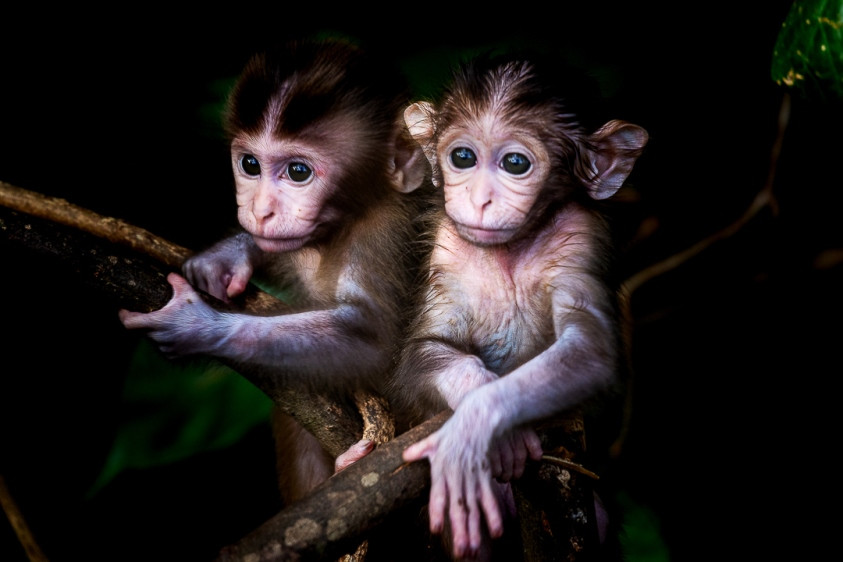 Ấn tượng loạt ảnh về môi trường và đa dạng sinh học Đà Nẵng ảnh 4