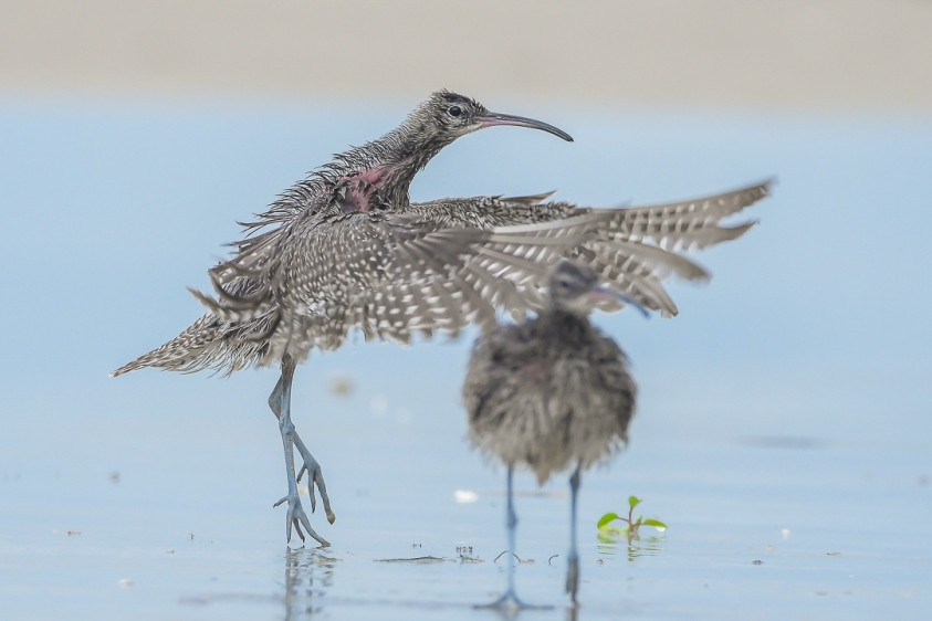 Ấn tượng loạt ảnh về môi trường và đa dạng sinh học Đà Nẵng ảnh 14