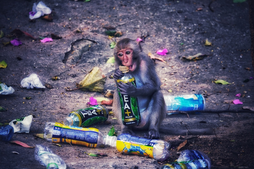 Ấn tượng loạt ảnh về môi trường và đa dạng sinh học Đà Nẵng ảnh 9