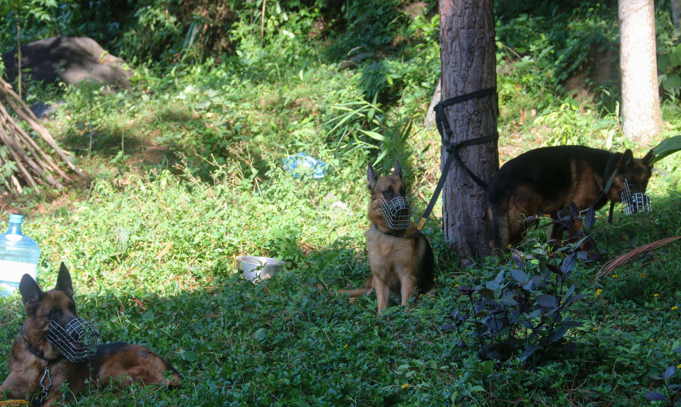 Tung quân ráo riết truy bắt phạm nhân giết người vượt ngục trốn trên đèo Hải Vân ảnh 5