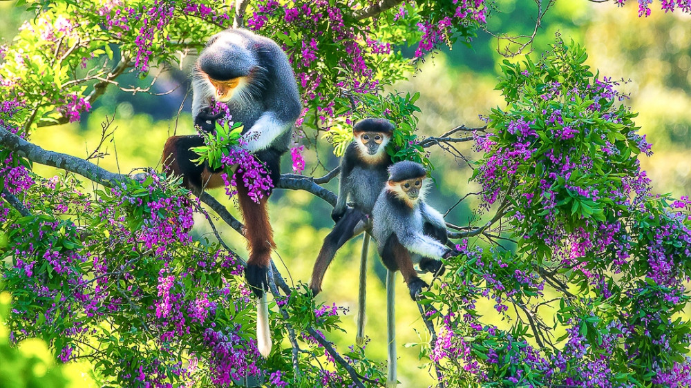 Ấn tượng loạt ảnh về môi trường và đa dạng sinh học Đà Nẵng ảnh 7