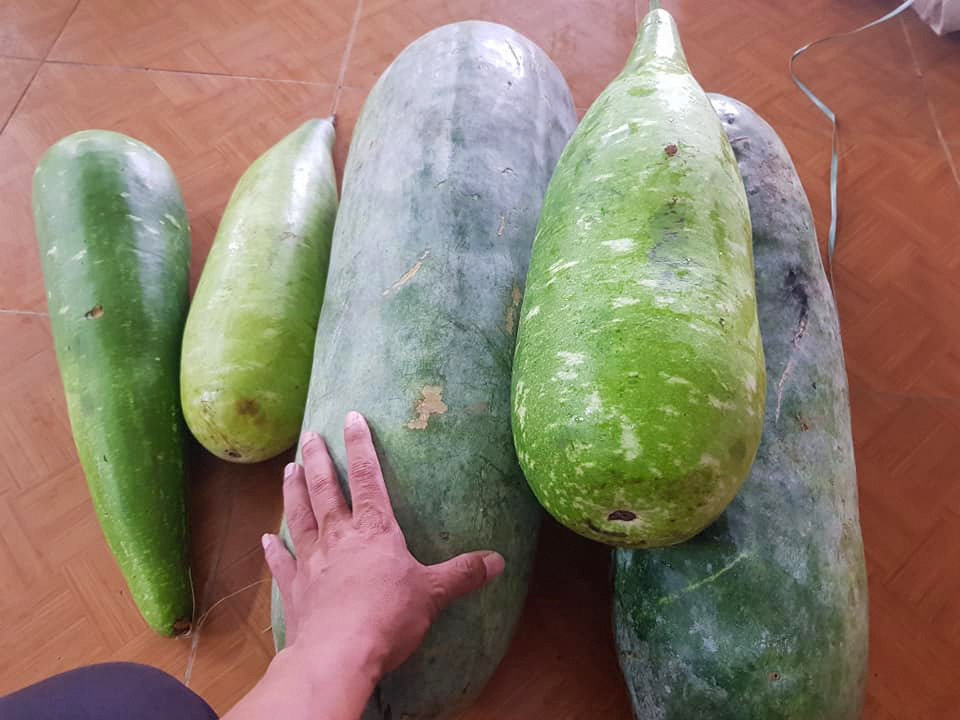 Xúc động cảnh dân huyện nghèo trèo đèo, lội suối hái rau quả tặng miền xuôi chống COVID-19 ảnh 8