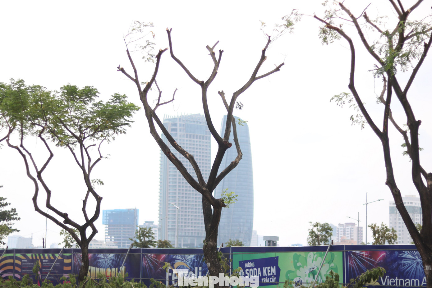 Hàng trăm cây xanh ở Đà Nẵng bất ngờ bị cắt trụi cành ảnh 7