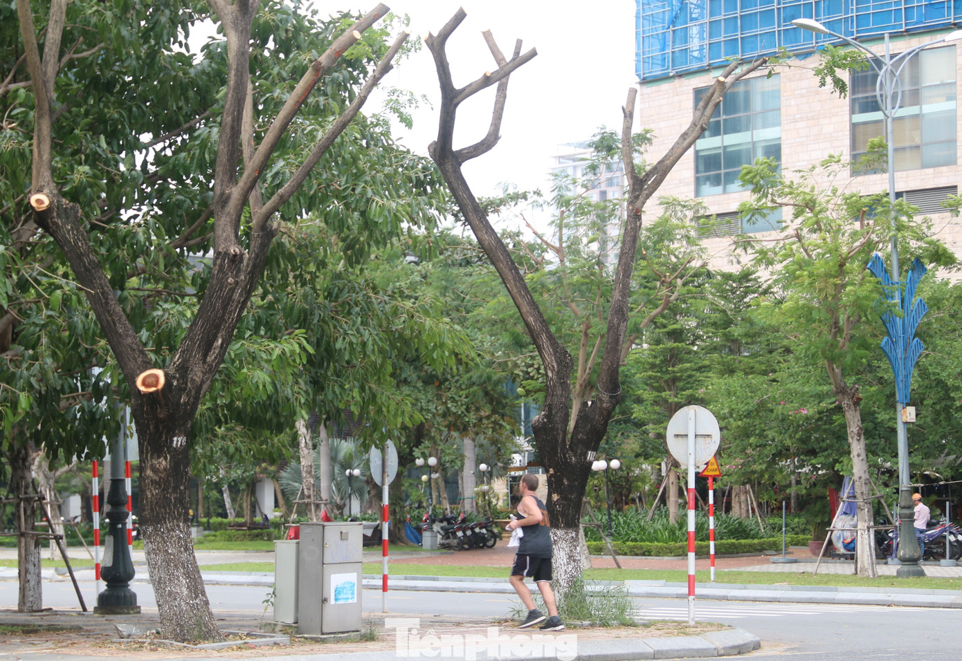 Hàng trăm cây xanh ở Đà Nẵng bất ngờ bị cắt trụi cành ảnh 2