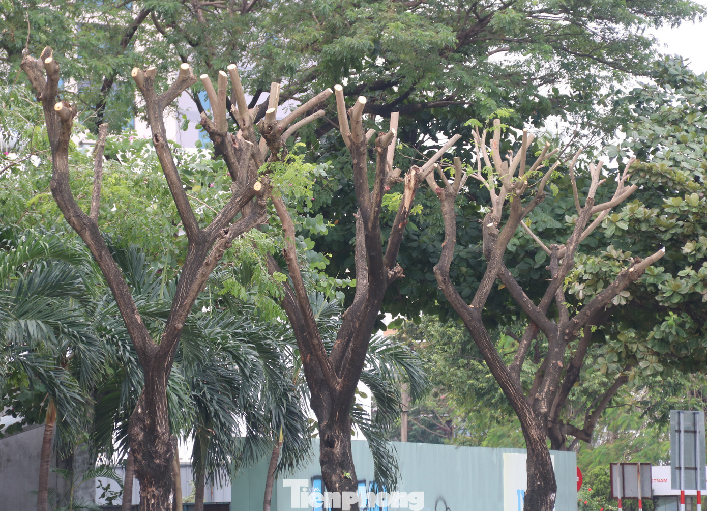 Hàng trăm cây xanh ở Đà Nẵng bất ngờ bị cắt trụi cành ảnh 4