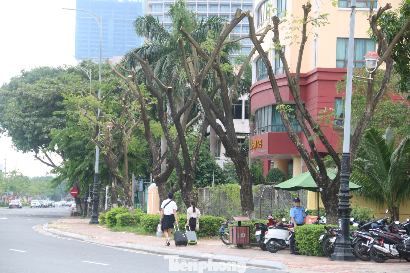 Hàng trăm cây xanh ở Đà Nẵng bất ngờ bị cắt trụi cành ảnh 1