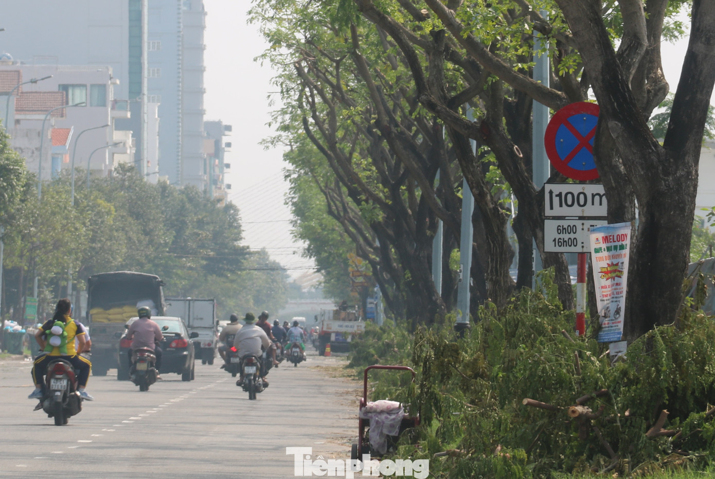 Hàng trăm cây xanh ở Đà Nẵng bất ngờ bị cắt trụi cành ảnh 11