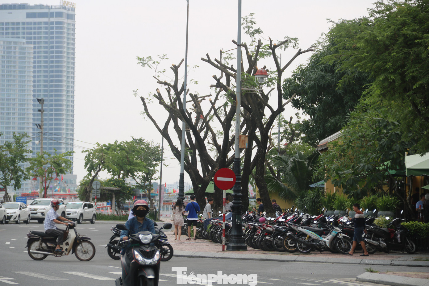 Hàng trăm cây xanh ở Đà Nẵng bất ngờ bị cắt trụi cành ảnh 9