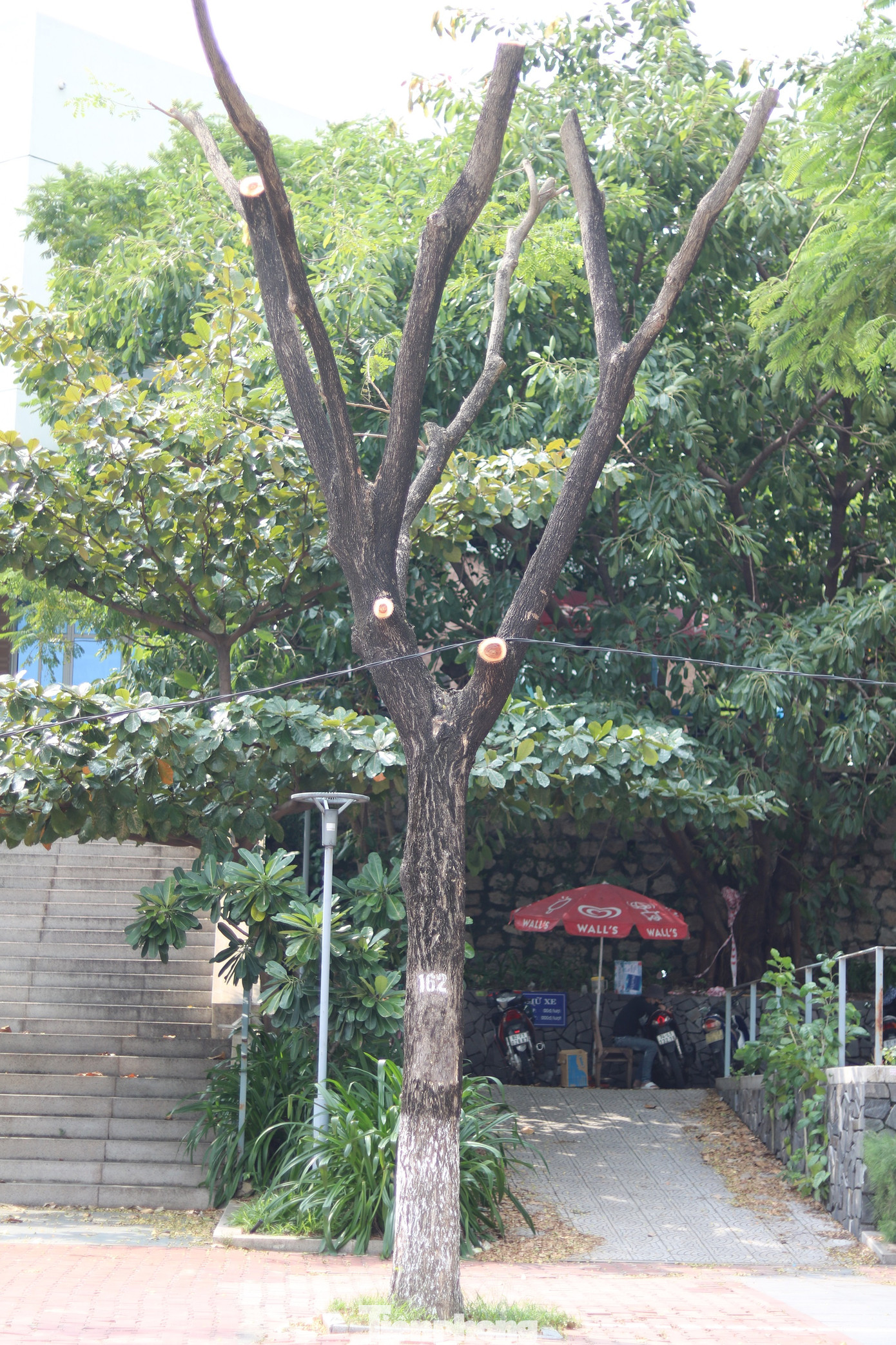 Hàng trăm cây xanh ở Đà Nẵng bất ngờ bị cắt trụi cành ảnh 8