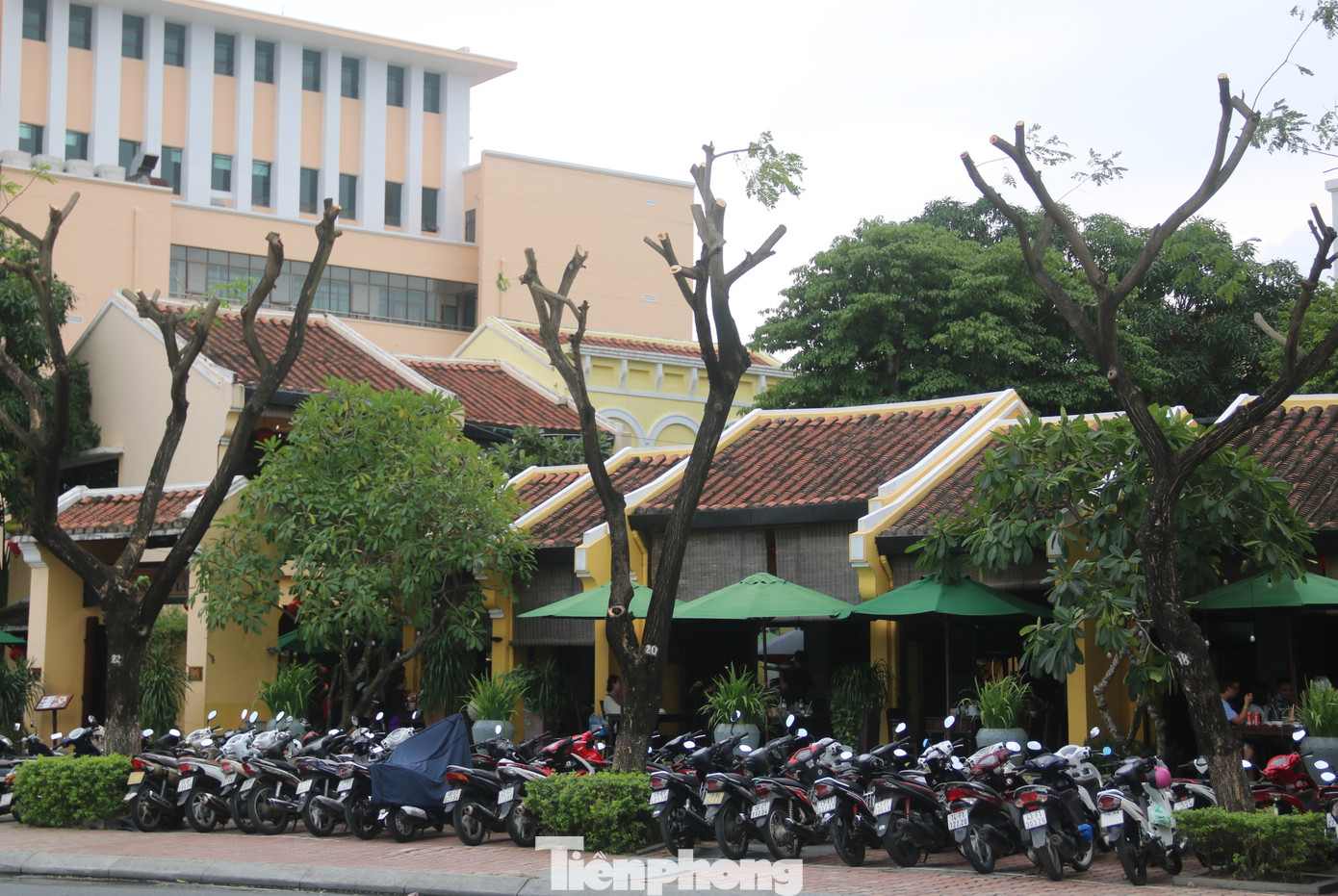 Hàng trăm cây xanh ở Đà Nẵng bất ngờ bị cắt trụi cành ảnh 3