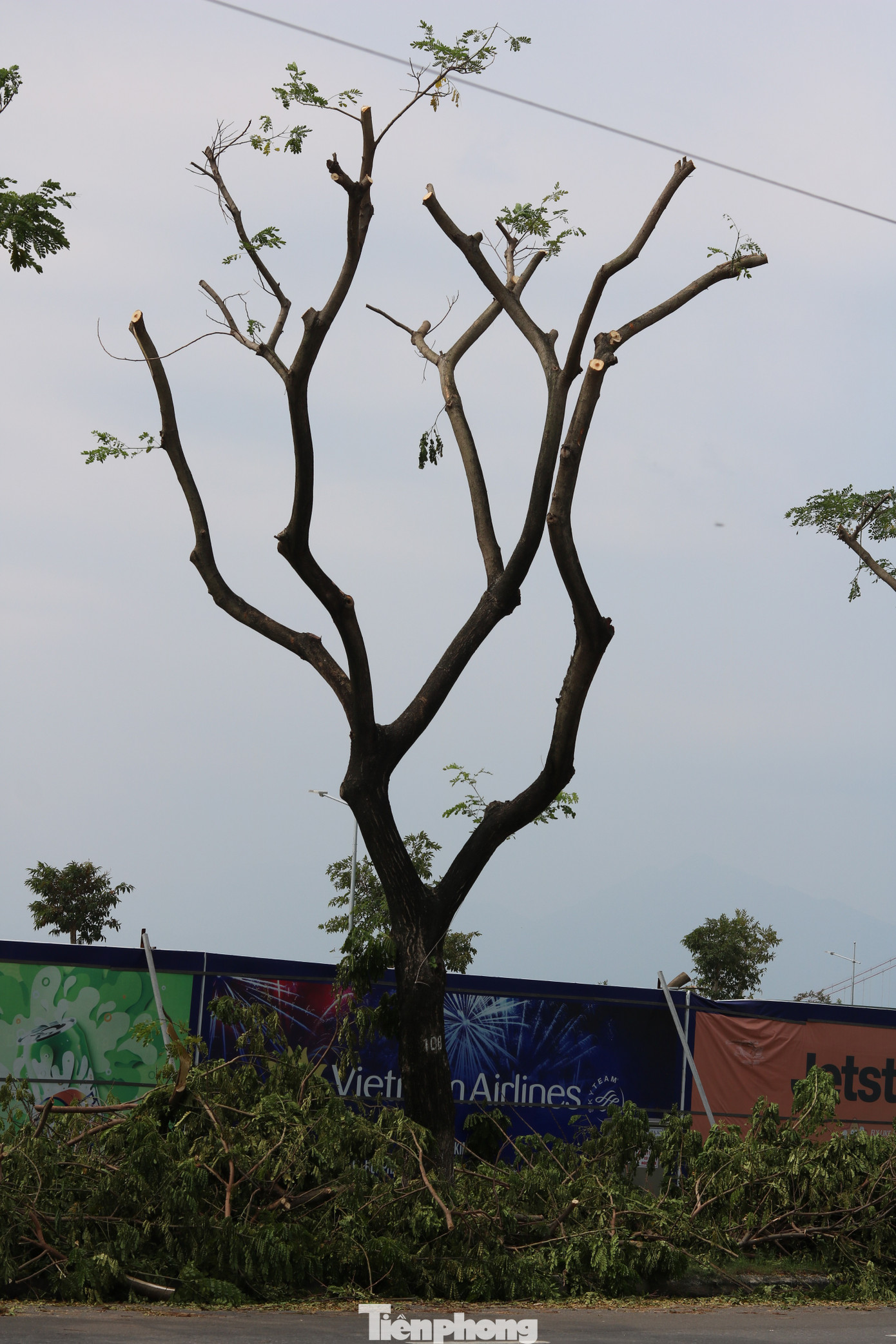 Hàng trăm cây xanh ở Đà Nẵng bất ngờ bị cắt trụi cành ảnh 6