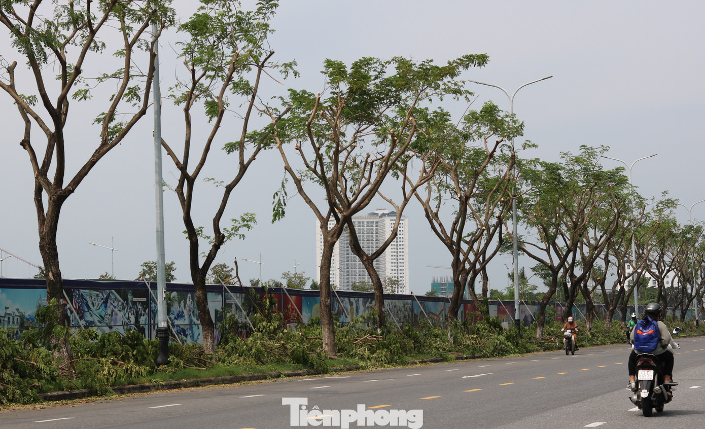 Hàng trăm cây xanh ở Đà Nẵng bất ngờ bị cắt trụi cành ảnh 5