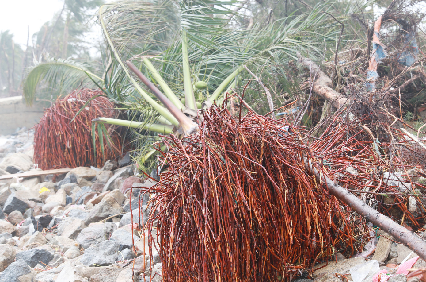 Bờ sông, bãi biển Đà Nẵng tan hoang sau bão số 9 ảnh 4