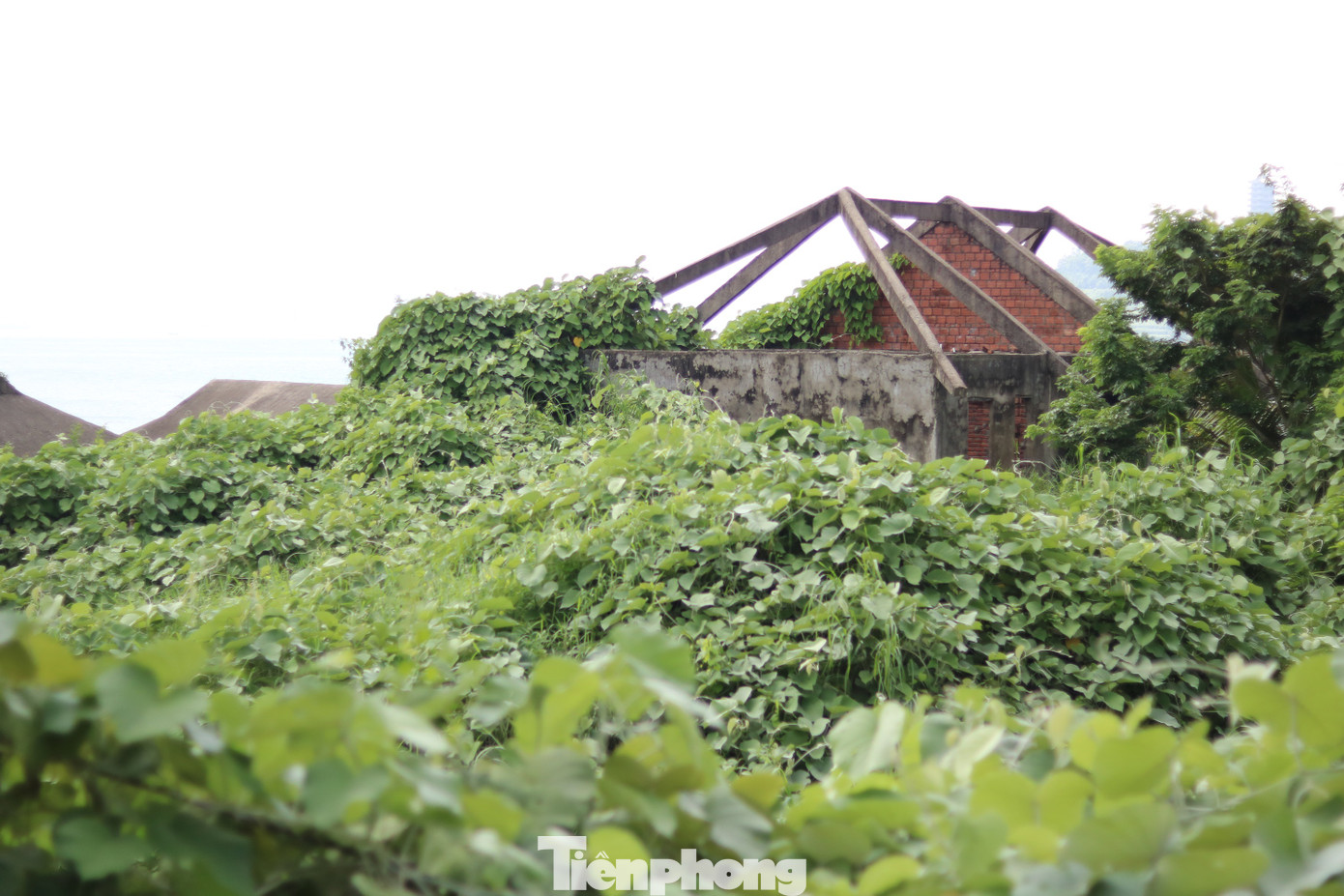 Cận cảnh những dự án 'băm nát' bán đảo Sơn Trà bị bỏ hoang ảnh 7