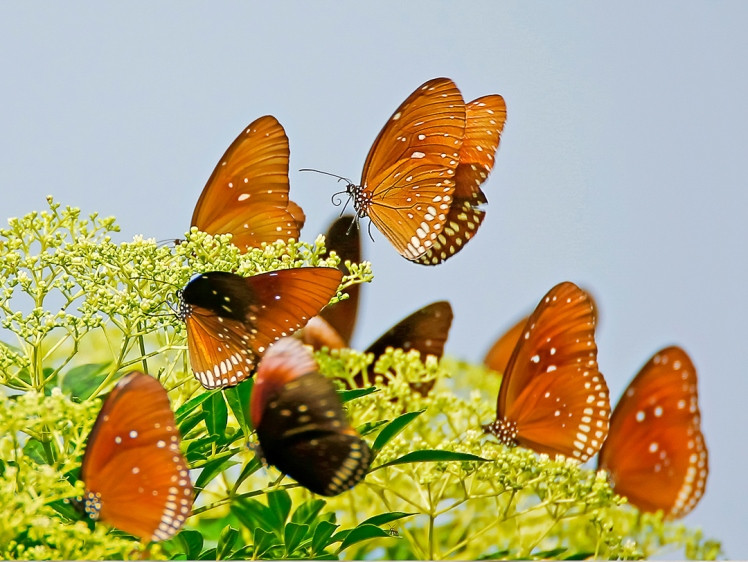 Ấn tượng loạt ảnh về môi trường và đa dạng sinh học Đà Nẵng ảnh 17