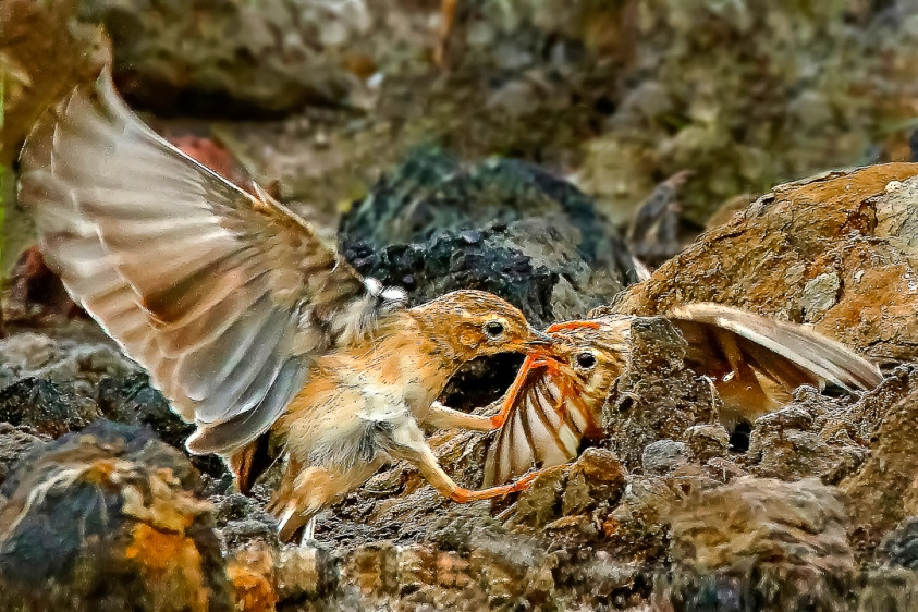 Ấn tượng loạt ảnh về môi trường và đa dạng sinh học Đà Nẵng ảnh 11