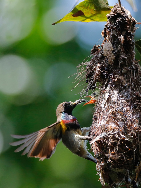 Ấn tượng loạt ảnh về môi trường và đa dạng sinh học Đà Nẵng ảnh 13