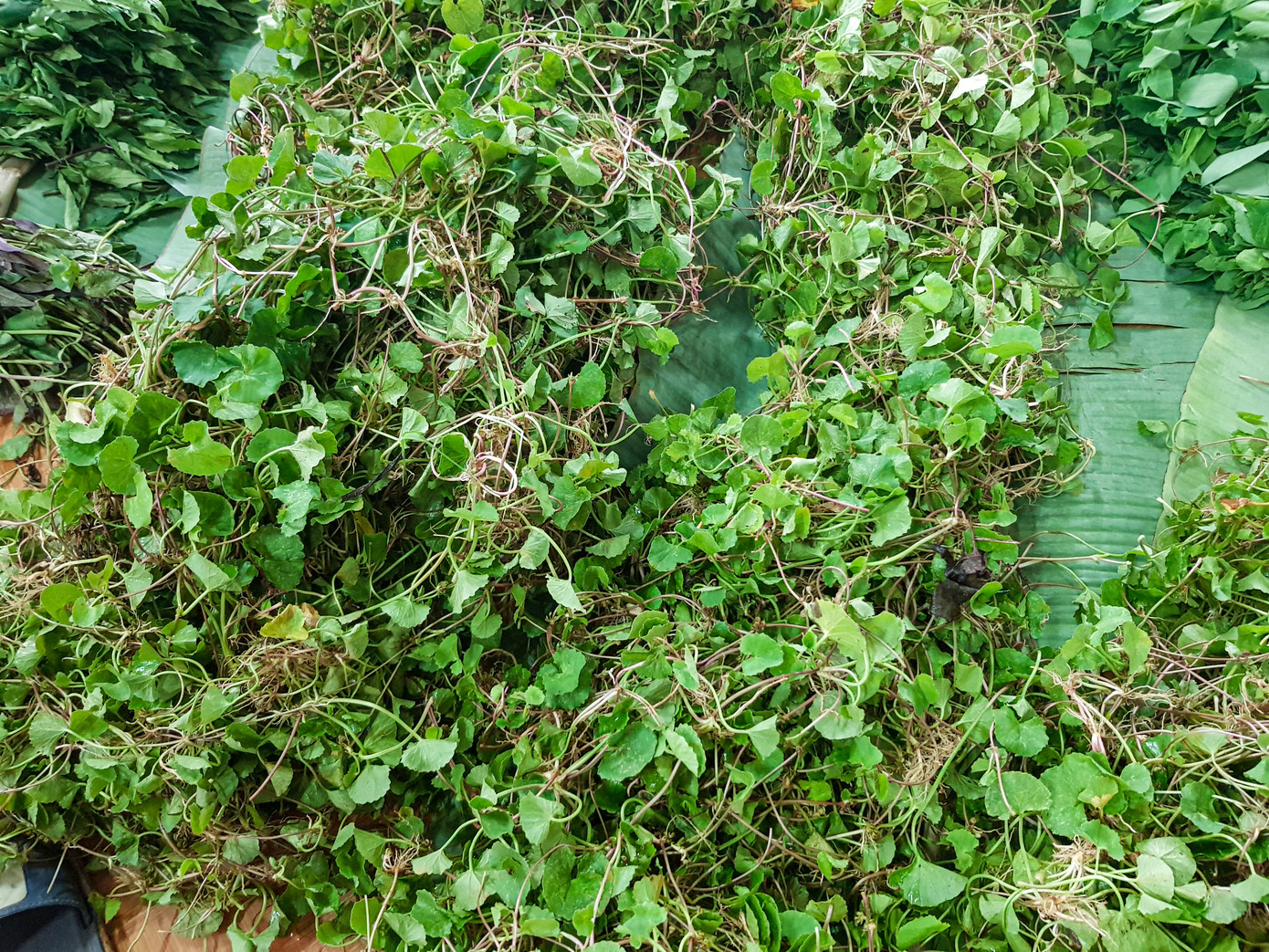 Xúc động cảnh dân huyện nghèo trèo đèo, lội suối hái rau quả tặng miền xuôi chống COVID-19 ảnh 9