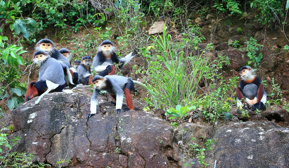 Ấn tượng loạt ảnh về môi trường và đa dạng sinh học Đà Nẵng ảnh 6