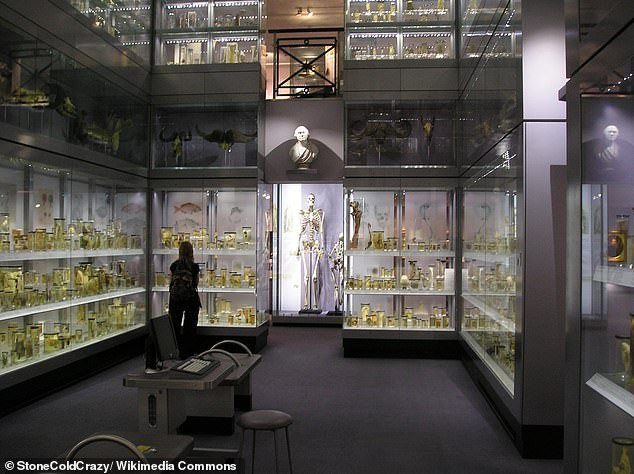 Bi kịch của ‘Người khổng lồ Ireland’: Chết hơn 200 năm không được chôn cất ảnh 5