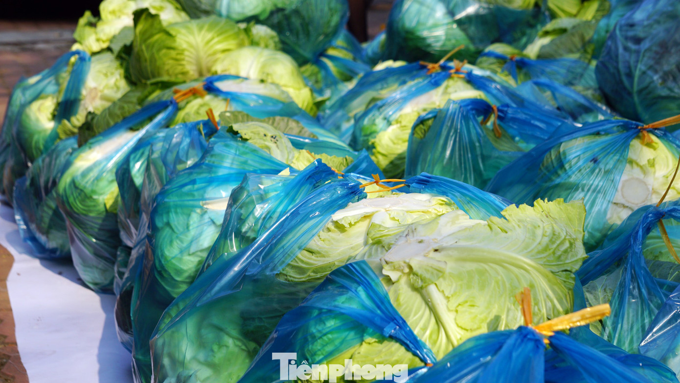 Tuổi trẻ Hải Phòng giải cứu rau màu cho nông dân Tiên Lãng ảnh 5