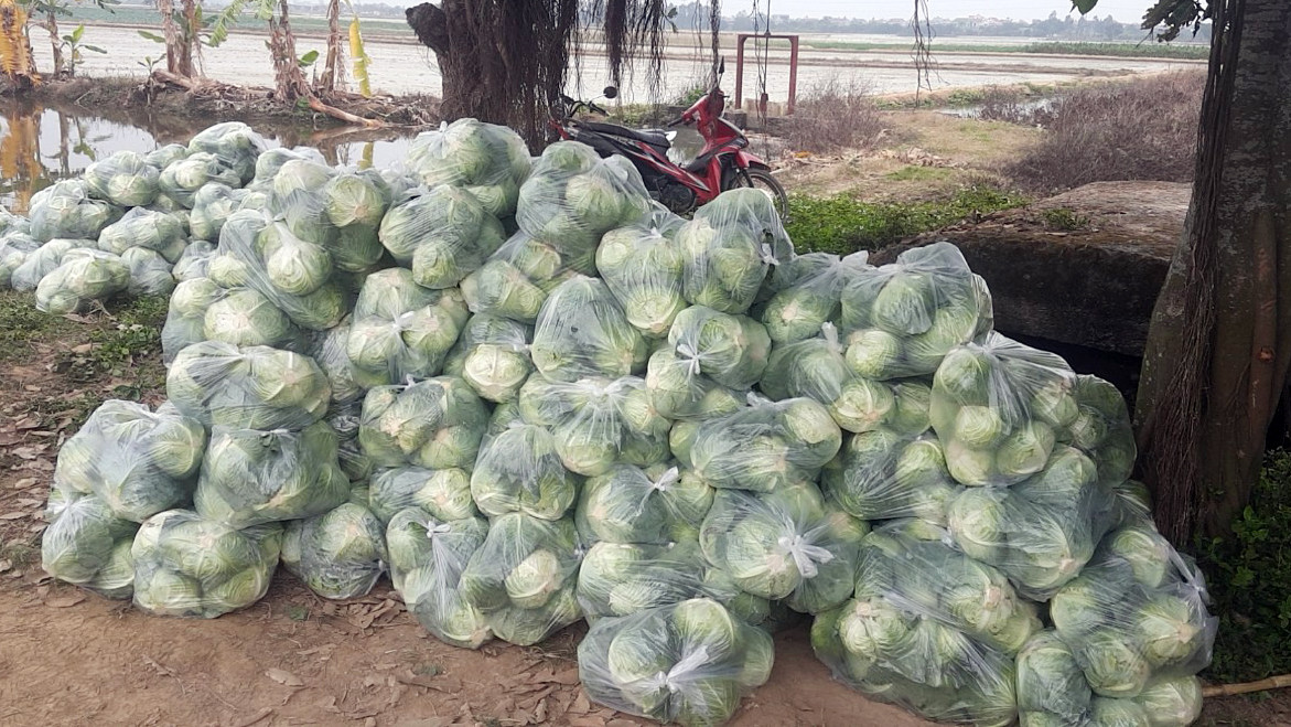 Xót xa cảnh súp lơ ở Hải Dương nở hoa vàng cả cánh đồng ảnh 9