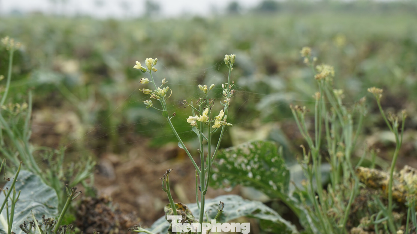 Xót xa cảnh súp lơ ở Hải Dương nở hoa vàng cả cánh đồng ảnh 7