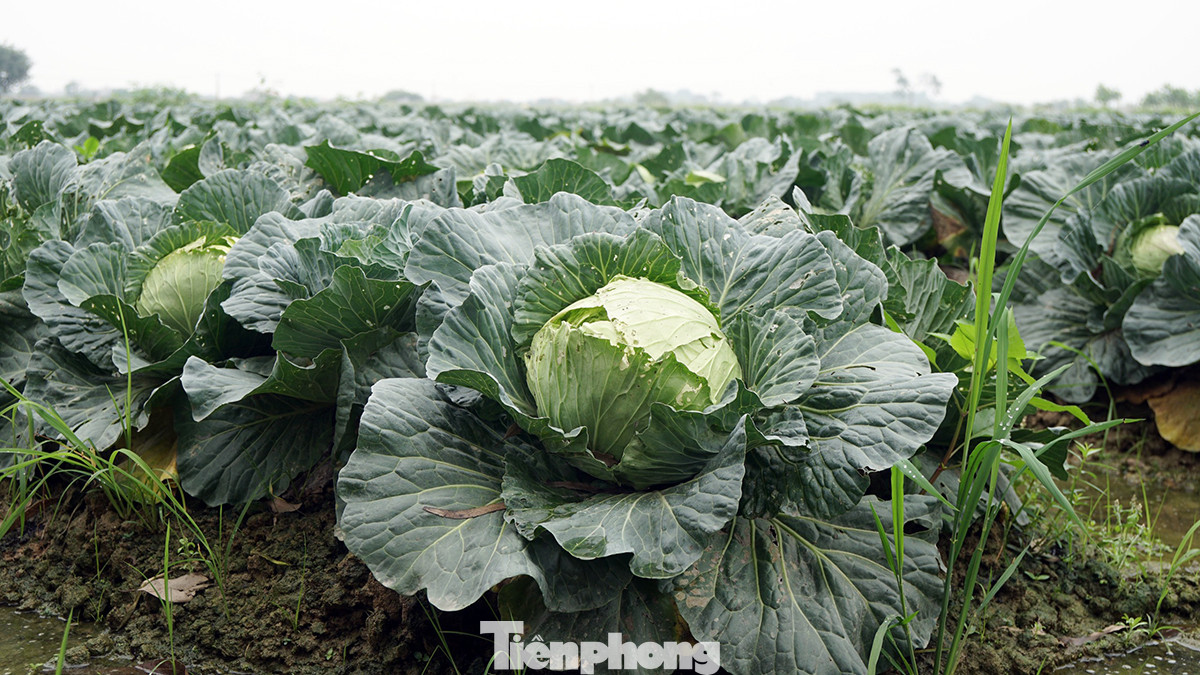 Xót xa cảnh súp lơ ở Hải Dương nở hoa vàng cả cánh đồng ảnh 11