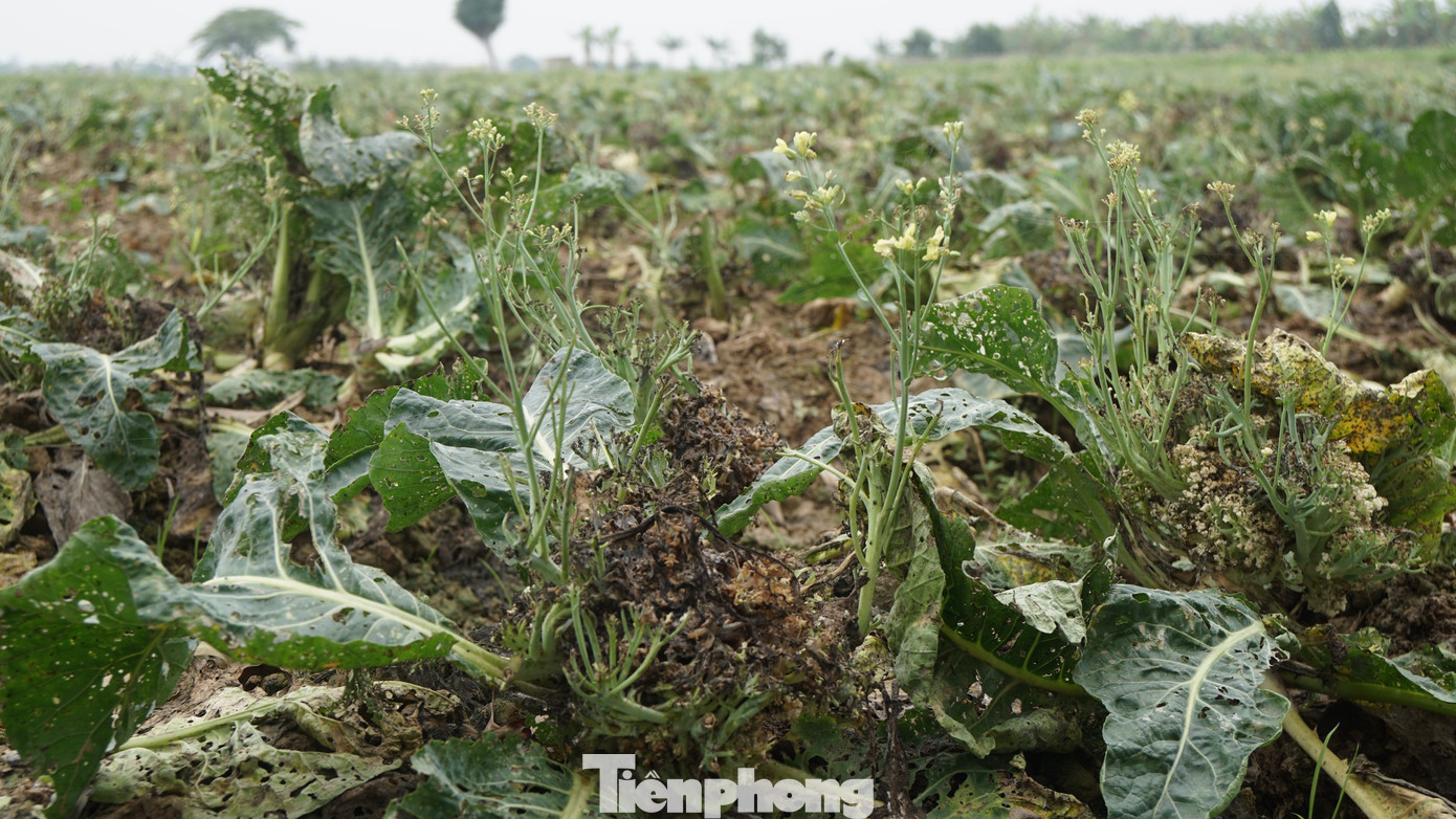 Xót xa cảnh súp lơ ở Hải Dương nở hoa vàng cả cánh đồng ảnh 6