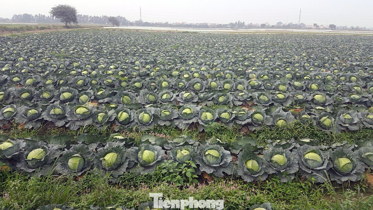 Xót xa cảnh súp lơ ở Hải Dương nở hoa vàng cả cánh đồng ảnh 10