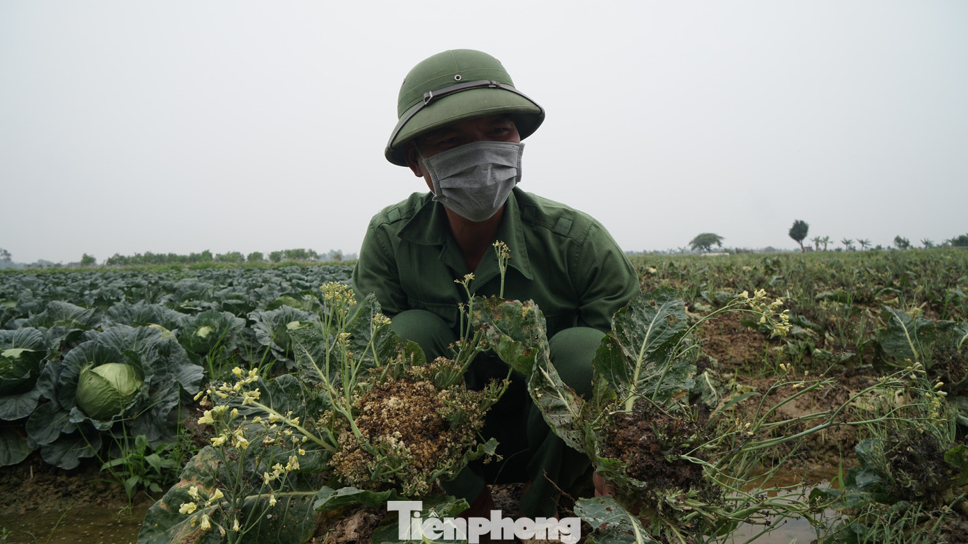 Xót xa cảnh súp lơ ở Hải Dương nở hoa vàng cả cánh đồng ảnh 5