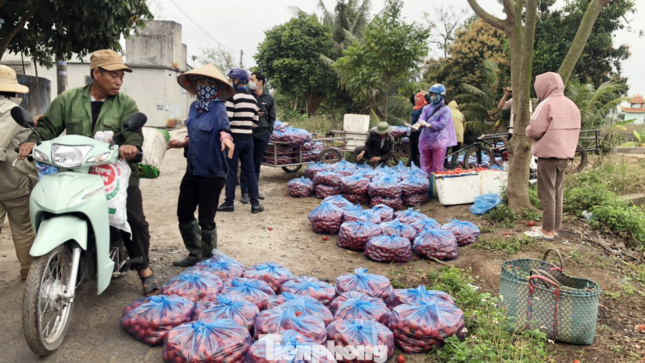 Nữ giáo viên cùng bạn giải cứu hàng chục tấn nông sản huyện Tiên Lãng ảnh 5