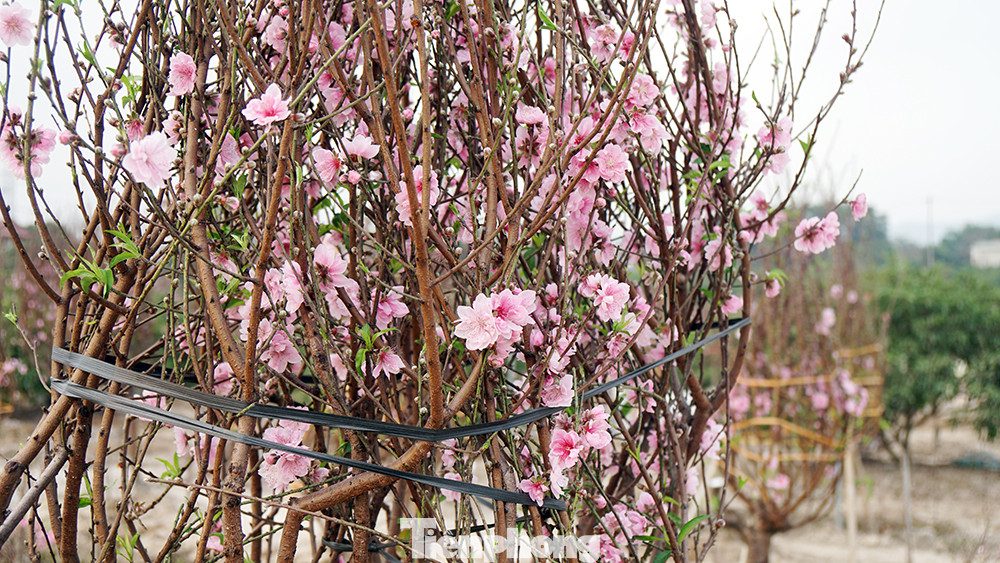 Người dân Chí Linh trước nguy cơ mất trắng vụ đào Tết vì COVID-19 ảnh 7