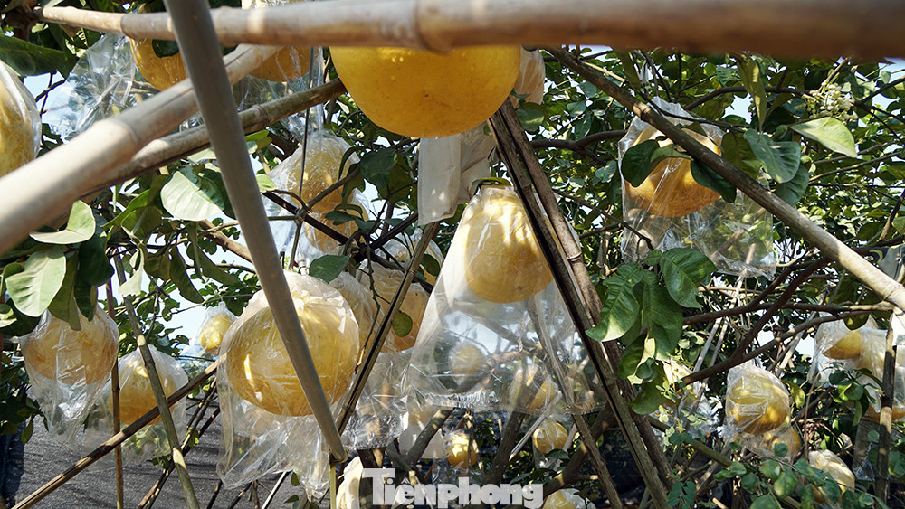 Bưởi 'khổng lồ' ở Hải Phòng cháy hàng ngày cận Tết ảnh 5