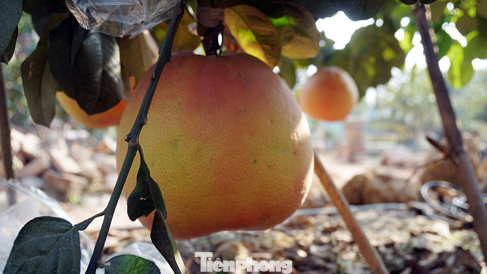 Bưởi 'khổng lồ' ở Hải Phòng cháy hàng ngày cận Tết ảnh 7