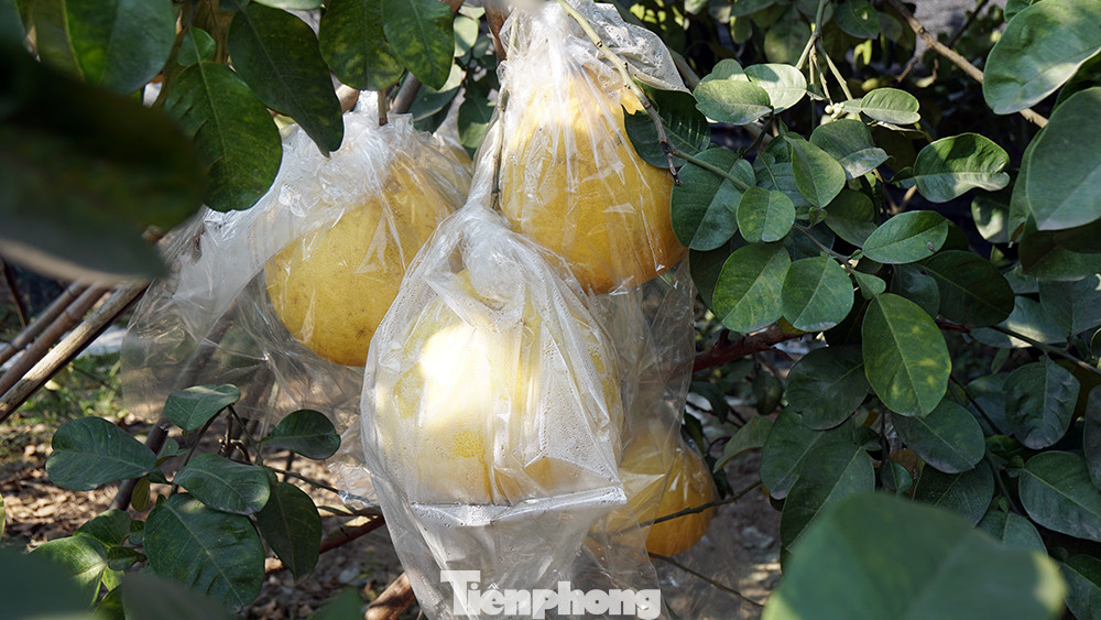Bưởi 'khổng lồ' ở Hải Phòng cháy hàng ngày cận Tết ảnh 6