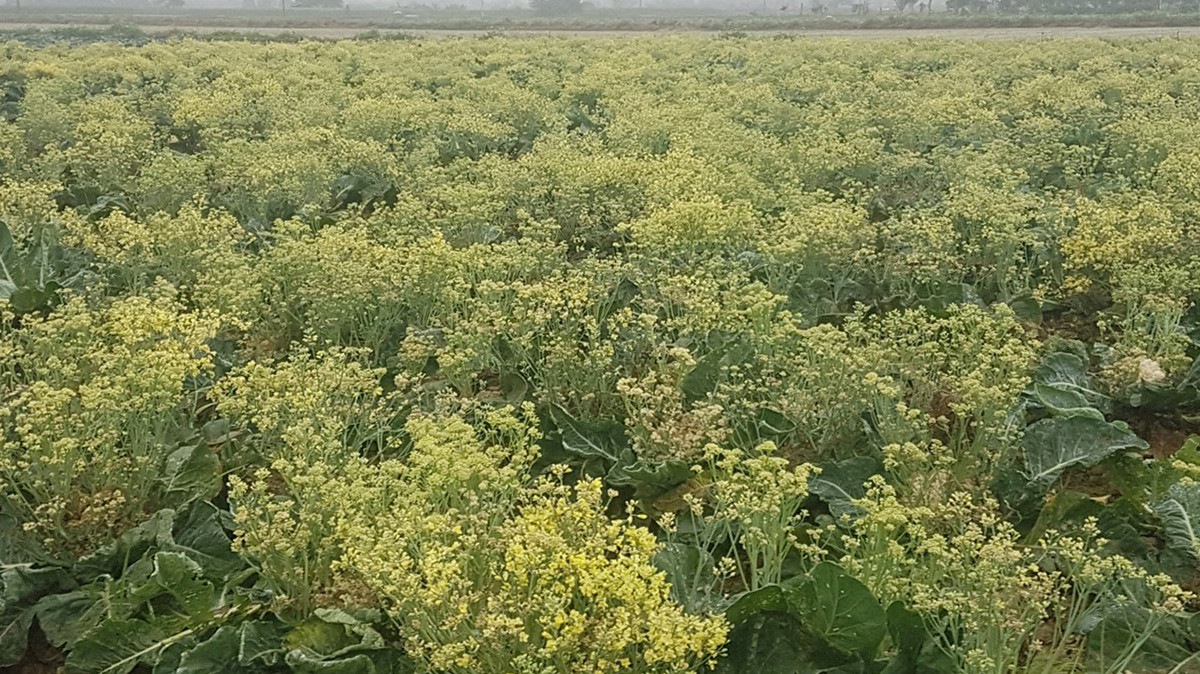 Xót xa cảnh súp lơ ở Hải Dương nở hoa vàng cả cánh đồng ảnh 1