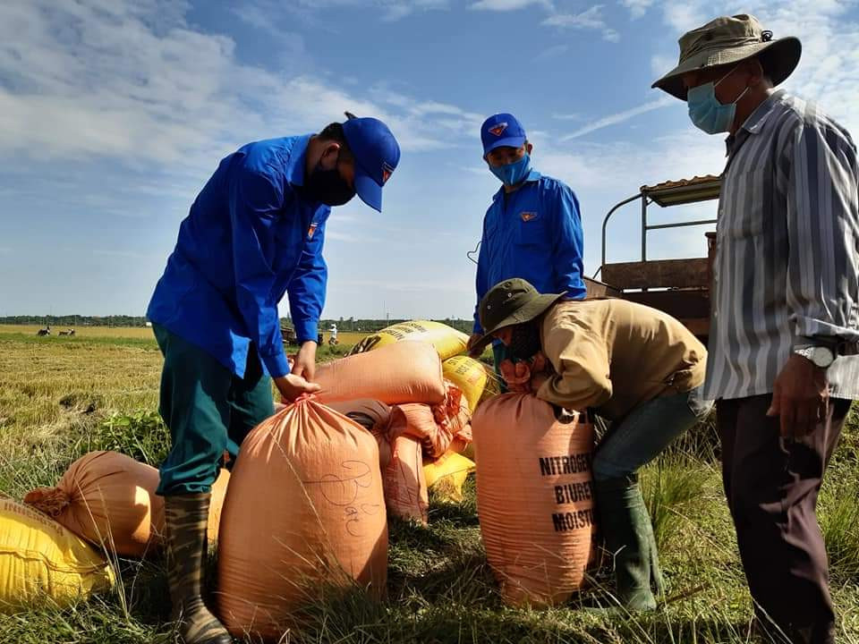 Gặt lúa giúp dân trong khu vực phong tỏa tạm thời ảnh 1