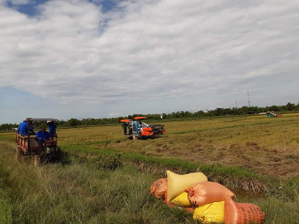 Gặt lúa giúp dân trong khu vực phong tỏa tạm thời ảnh 3
