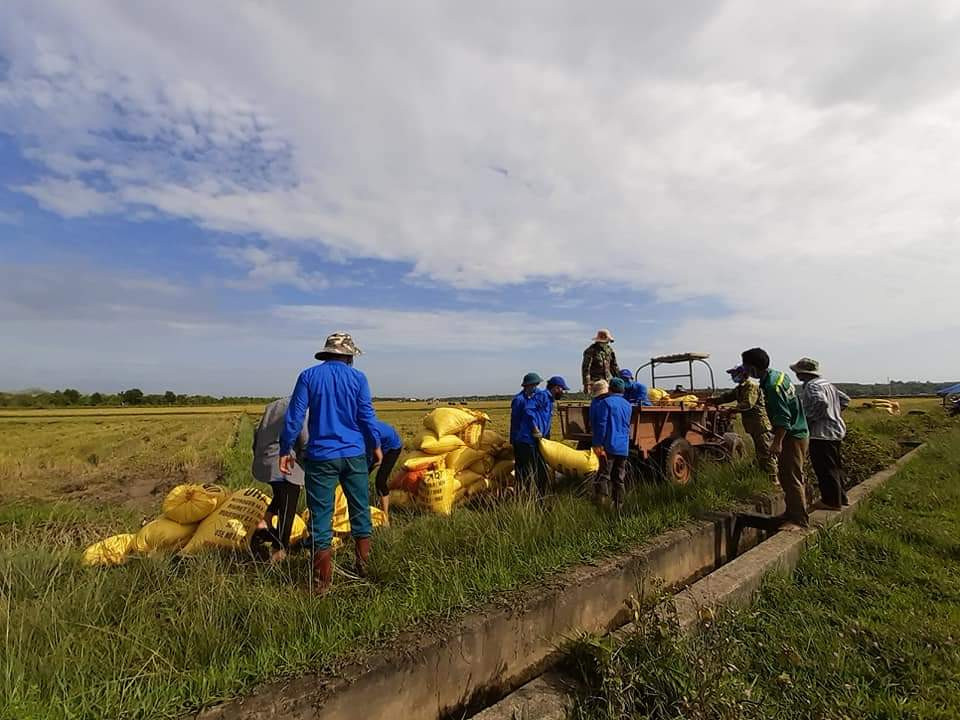 Gặt lúa giúp dân trong khu vực phong tỏa tạm thời ảnh 8