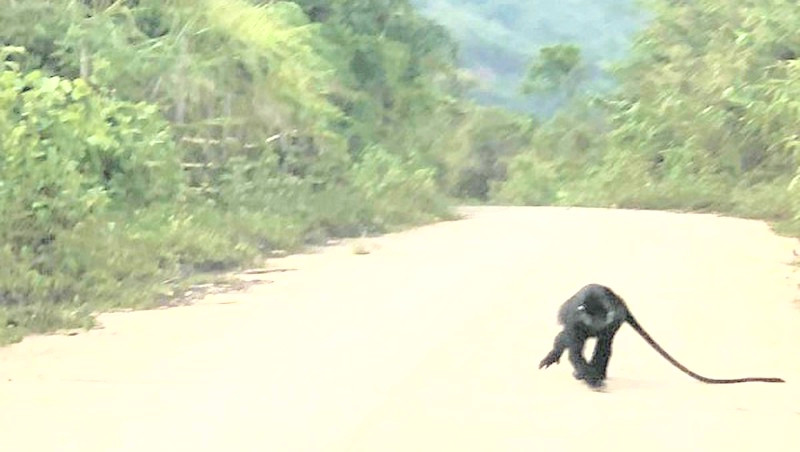 Đàn Voọc gáy trắng cắn trọng thương người đi đường ảnh 1