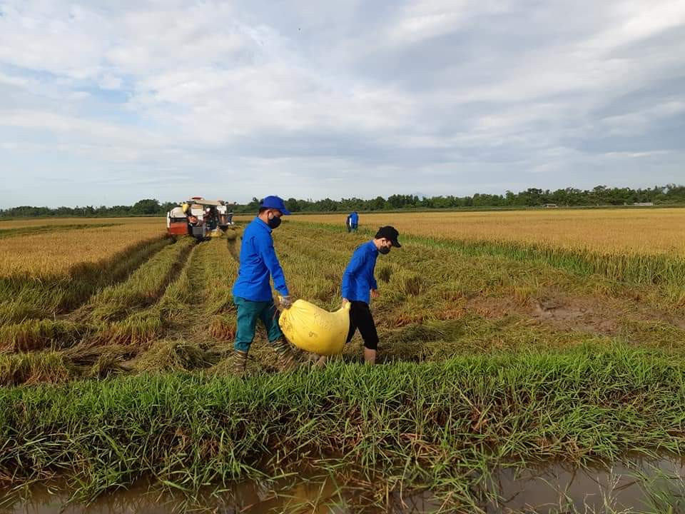Gặt lúa giúp dân trong khu vực phong tỏa tạm thời ảnh 4